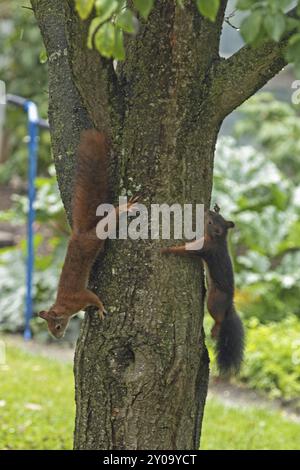 Squirrel two animals hanging next to each other on a tree trunk looking down and looking up Stock Photo
