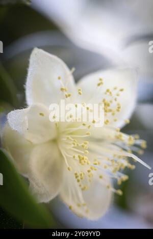 Flower of a myrtle (Myrthus communis) Stock Photo