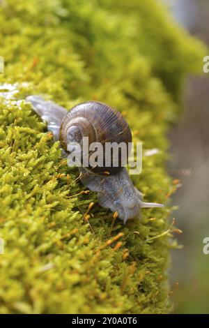 Helix pomatia, common names the Roman snail, Burgundy snail in the forest. Vineyard snail on the forest floor Stock Photo