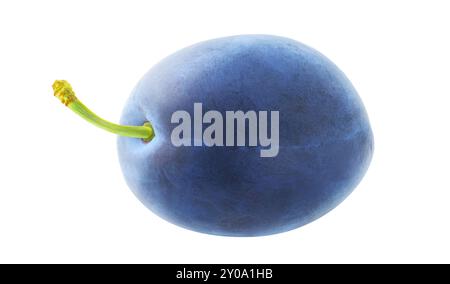 One blue plum fruit isolated on white background Stock Photo