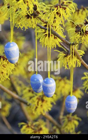Easter shrub Hamamelis, hamamelis shrub in easter time 08 Stock Photo