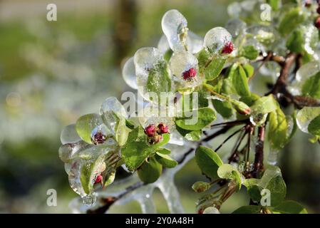 Europe, Germany, Hamburg metropolitan region, Altes Land near Hamburg, fruit growing, irrigation during frost, blossom protection, apple tree, Hamburg Stock Photo