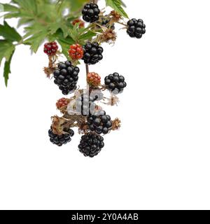ripe blackberries on a white background, Denmark, September 1, 2024 Stock Photo