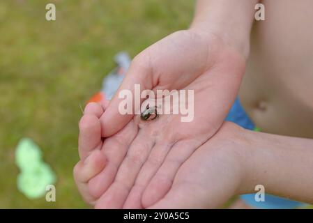 A frog tadpole with developed limbs held in a hand Stock Photo