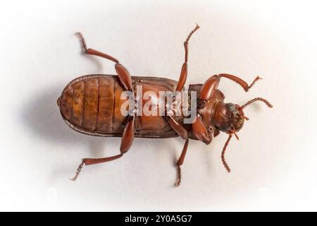 Red flour beetle lying on its back Stock Photo