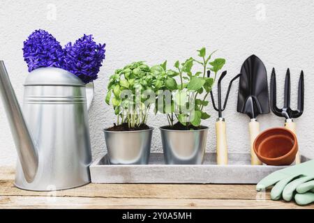 Gardening hobby concept, blue purple Hyacinth, green mint and basil herbs in metal pot, small garden pitchfork or rake and shovel, gloves, ceramic pot Stock Photo