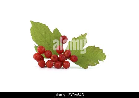 Viburnum opulus or Guelder Rose berries and leaves isolated on white background Stock Photo