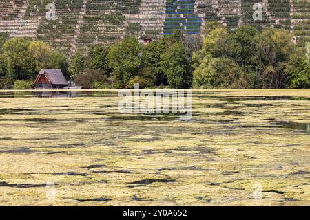 The hornwort plant (Ceratophyllum demersum) covers almost the entire Max-Eyth-See in Stuttgart. Now a mowing boat is to remove the aquatic plant so th Stock Photo