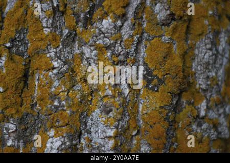 Moss yellow texture on wooden background close-up. Orange color moss wall decoration of reindeer lichen pattern. Macro of colorful natural moss floor Stock Photo