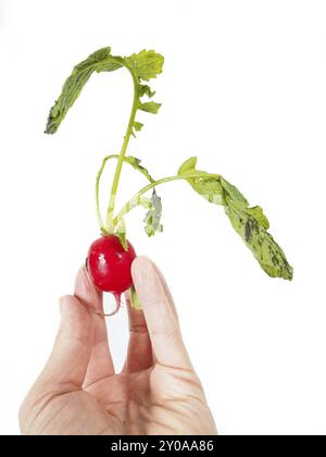 Radish in hand isolated on white Stock Photo