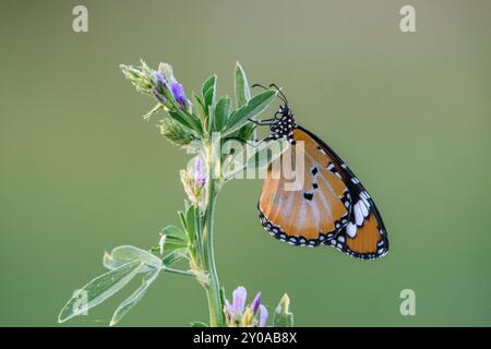 Close-up shot of African Monarch butterfly (Danaus chrysippus) Stock Photo