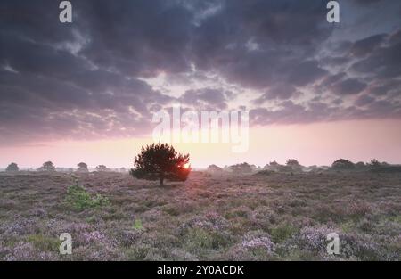 Sunrise and flowering purple heather, Drenthe, Netherlands Stock Photo