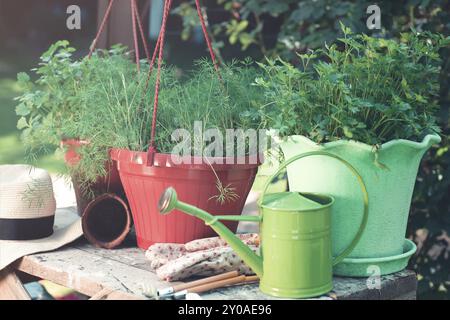 Pots with various green herbs placed on wooden table with small watering can and gloves in summer garden Stock Photo