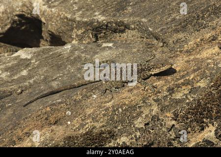 Well camouflaged lizard sunbathing on a rock. Photographed in Khudi, Annapurna Conservation Area, Nepal, Asia Stock Photo