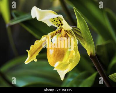 Closeup of a beautiful yellow Lady's Slipper Orchid Stock Photo