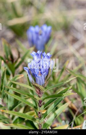 Vibrant blue Pleated Gentian Gentiana affinis flowers emerge from rich green leaves Stock Photo