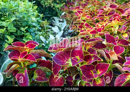 the process of making a yard or other piece of land more attractive by altering the existing design Stock Photo