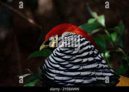 A wide variety of bright colors that the beautiful Amherst Pheasant possesses. This beautiful bird poses for the camera and shows all its beauty. Stock Photo