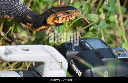 Banded water snake or southern water snake (Nerodia fasciata) exploring camera, Brazos Bend State Park, Texas, USA. Stock Photo