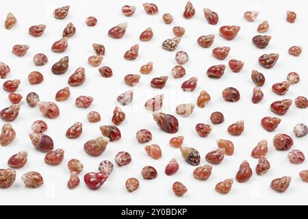 Tiny sea snails on a white background Stock Photo