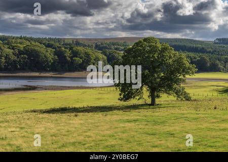 A tree on a meadow and clouds over the east side of the Derwent Reservoir, Northumberland, England, UK Stock Photo