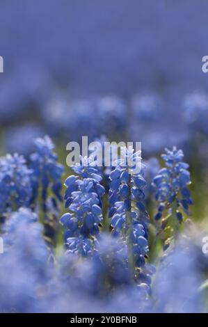 A large bed of grape hyacinths. The focus is in the middle ground and shows a small group of hyacinths within the huge bed. A large bed with grape hya Stock Photo