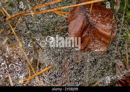 Spider web full of small dewdrops on the forest floor with pine needles and autumn leaves Stock Photo