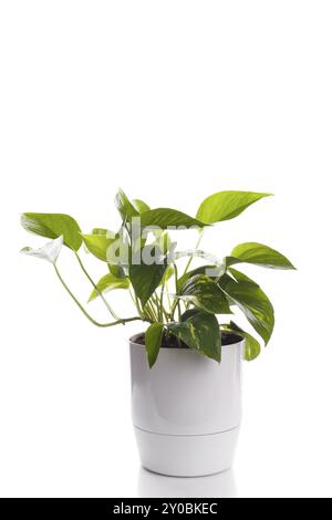 Golden pothos or devil's ivy in white modern flowerpot Stock Photo