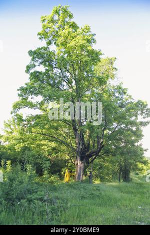 Young hiker man with backpack walking in summer forest. Travelling male standing near a big tree Stock Photo