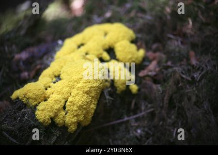 A fascinating slime mould Stock Photo