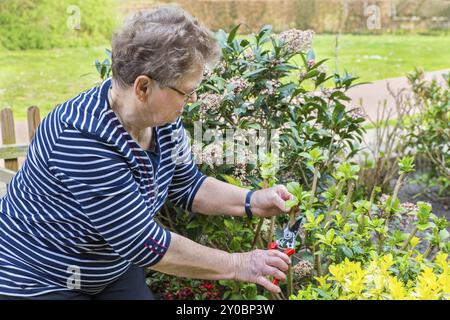 Elderly caucasian woman prunes branch of hydrangea Stock Photo