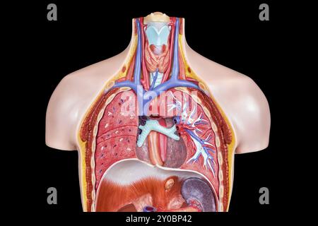 Model internal human body with lungs and throat isolated on black background Stock Photo