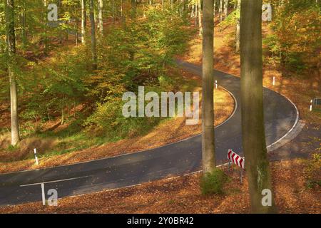 Sun illuminates a winding road leading through an autumnal forest with colourful foliage and tall trees, Altenbuch, Miltenberg district, Spessart, Bav Stock Photo