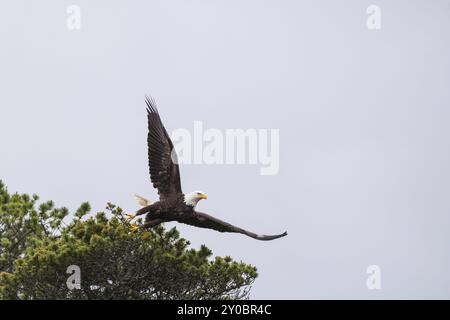 A bald eagle on the coast of Vancouver Island spreads its wings as it takes off Stock Photo