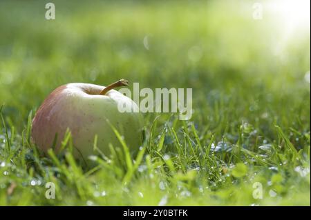 Apple lying in the grass, wet with dew. Sun rays in the background on the right. Single juicy crisp green apple on wet grass with sun flare to the rig Stock Photo