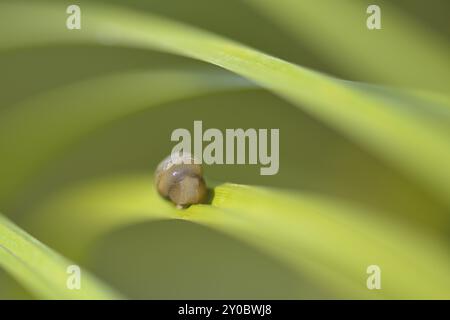 Succinea putris /Verrueckte Bernsteinschnecke im Vordergrund Stock Photo