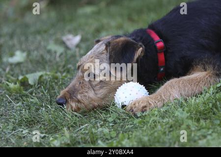 Airedale Terrier puppy Stock Photo