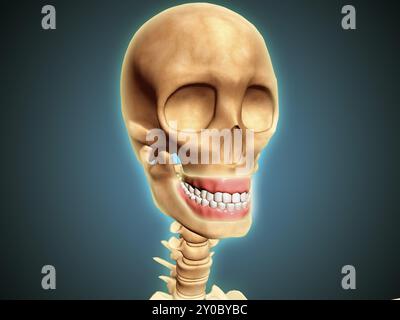 Human skeleton showing teeth and gums Stock Photo