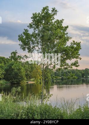 A tree stands on the shore of a quiet lake, surrounded by green nature, Proebstingsee, Borken, Muensterland, Germany, Europe Stock Photo