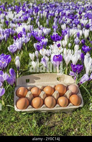 Egg box filled with chicken eggs near blooming crocuses in spring season Stock Photo