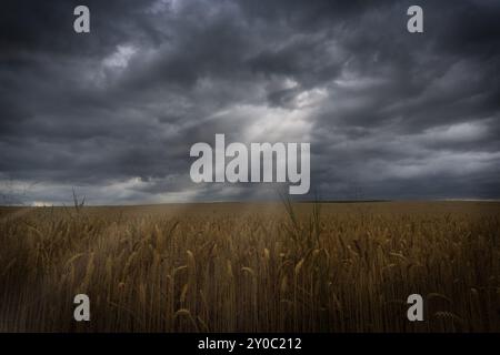 Sunbeams with dramatic sky over a cornfield Stock Photo