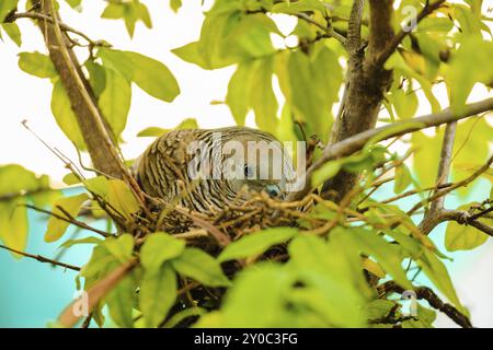 Female dove incubating eggs at its nest on a tree Stock Photo