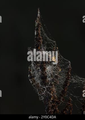 Dewdrops hang in a spider's web on a common goldenrod Stock Photo