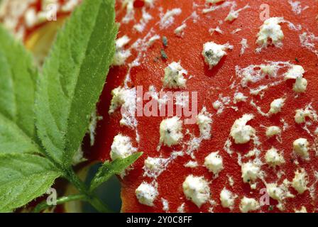 Fly agaric as a close-up in the woods.mushroom a close-up in the woods Stock Photo