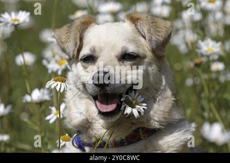 Mongrel dog sits in daisy meadow Stock Photo