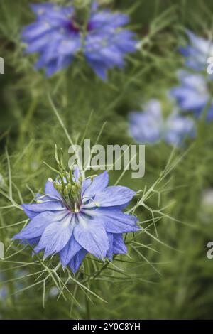 Love-in-a-mist (Nigella damascena) in the garden Stock Photo