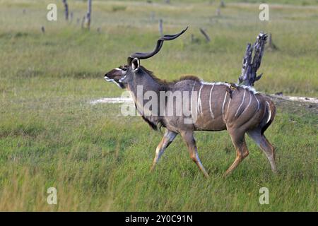 Kudu in the Moremi Game Reserve in Botswana Stock Photo