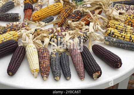 Native American multi coloured corn ears Stock Photo