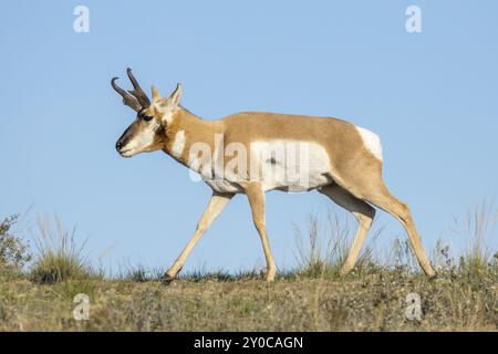 A large pronghorn deer grazes on the prairie land at the National Elk and Bison Range in Montana Stock Photo