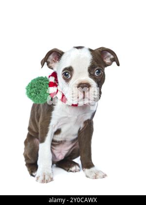 A studio photo of an innocent and shy looking Boston Terrier puppy on a white background Stock Photo